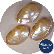 8769-P1 - Pearl River Oyster Pair - Decor Pack